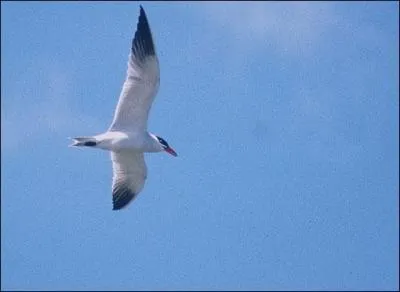 Quel est cet oiseau ?