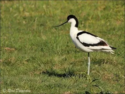 Quel est cet oiseau ?