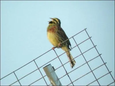 Quel est cet oiseau ?