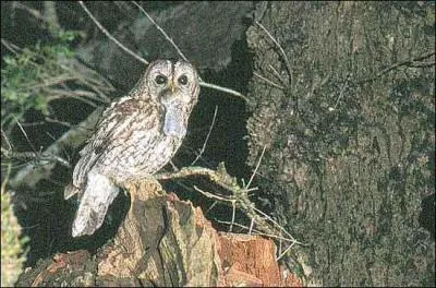 Quel est cet oiseau ?