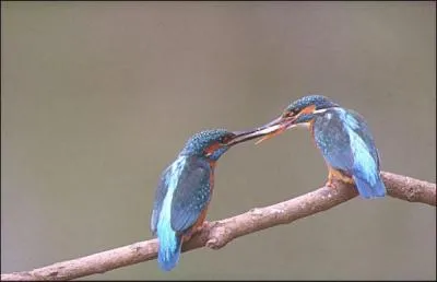 Quel est cet oiseau ?