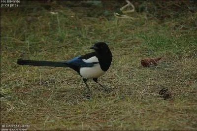 Quel est cet oiseau ?