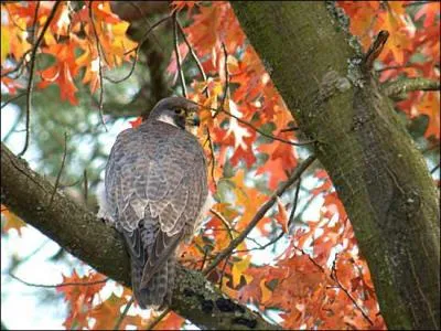 Quel est cet oiseau ?