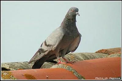 Quel est cet oiseau ?