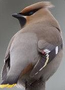 Quiz Oiseaux