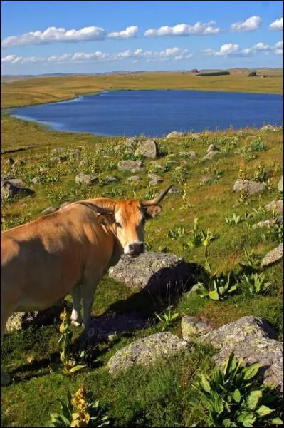 Dans quel dpartement se trouve le lac Saint Androl, dans les Monts Aubrac ?