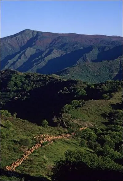 A quel massif appartiennent les chanes des Cvennes, de la Montagne noire et de la Margueride ?