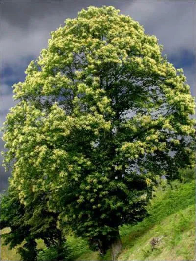 Quel arbre, trs utilis dans la cuisine rgionale, est trs rpandu dans les Cvennes ?