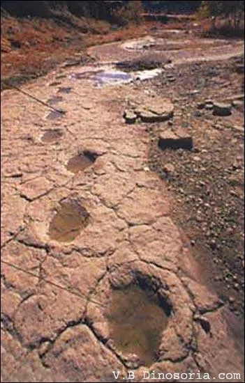 Quelles traces a-t-on retrouves prs du village de Saint-Laurent-de-Trves, dans le parc des Cvennes ?