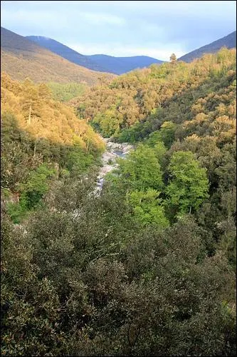 Quelle vgtation sche recouvre les collines de la rgion ?