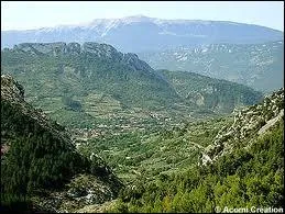 Quelle arbre est ft chaque anne dans le village de Buis les Baronnies ?
