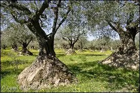 A quelle poque de l'anne est rcolte l'olive de Nyons ?