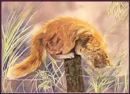 Qui a crit Les contes du Chat perch ?