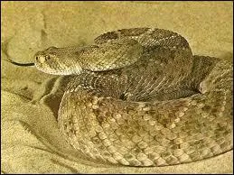 Quel est ce serpent ?