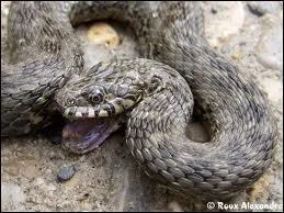 Quel est ce serpent ?