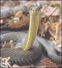 Quel est ce serpent ?