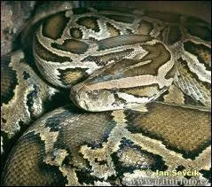 Quel est ce serpent ?