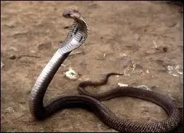 Quel est ce serpent ?