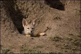 Que signifie l'expression ' sortir de l'ombre' ?