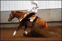 Quel sont les principaux chevaux utiliss pour le reining ?