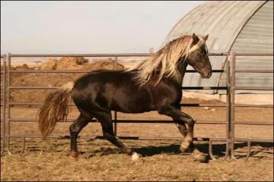 Quel est ce cheval ?