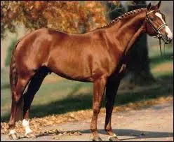 Quel est ce cheval ?