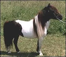 Comment s'appelle le plus petit cheval du monde ?