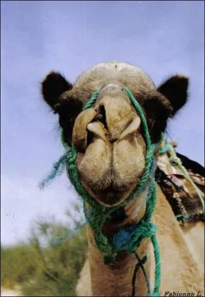 Combien de bosses un dromadaire a-t'il ?