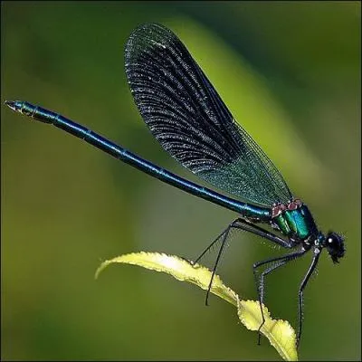 Combien d'ailles la libellule a-t'elle ?