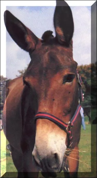 Qu'est-ce qu'un mulet ?