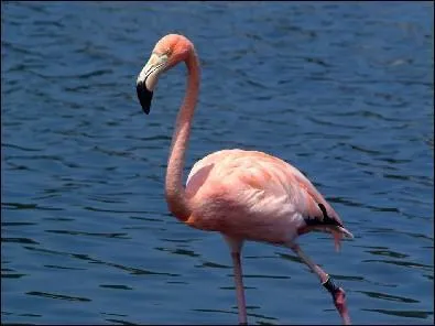 Pourquoi le flamant rose est t-il rose ?