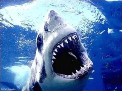 Combien un requin a de range de dents ?