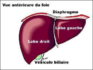 What is it ? ( foie)