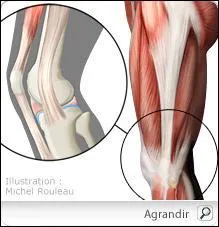 What is it ? ( genou).