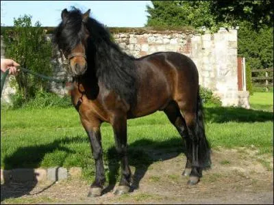 Quelle est la robe de ce cheval ?