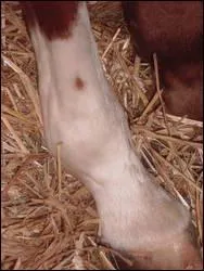 Quelle est cette balzane ?