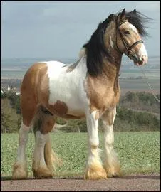 Quelle est la robe de ce cheval ?