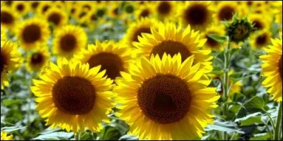 Avec quelle partie du tournesol fabrique-t-on de l'huile ?