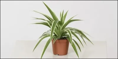 Quelle substance donne aux plantes leur couleur verte ?