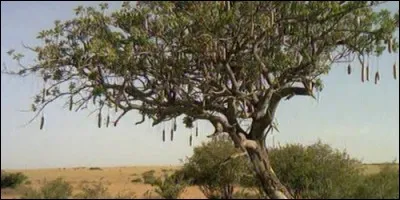 Le saucissonnier est un arbre.