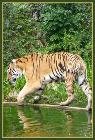 Peut-on voir des lions et des tigres de Sibrie en Franche-Comt ?