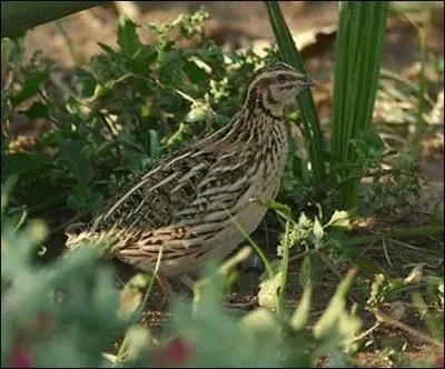 La caille cacabe, carcaille ou margote