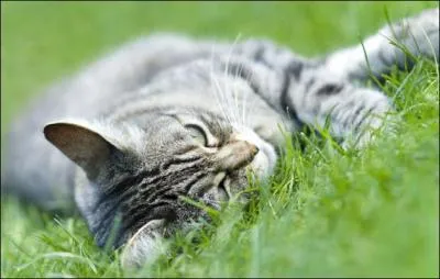 Le chat miaule, feule ou ronronne.