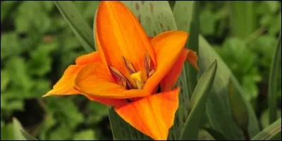 La plupart des fleurs s'ouvrent le jour et se ferment la nuit. Ce phénomène s'appelle la nyctinastie.