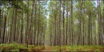 Quelle vaste forêt s'étend dans le sud-ouest de la France ?