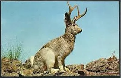 L : Quel animal n'existe pas ?