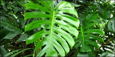 Les plantes ne respirent pas.