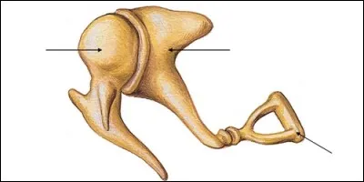 Lequel de ces os n'est pas un osselet ?