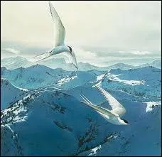 Il faut faire comme lui