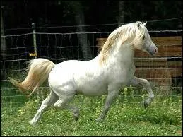 Ce cheval est un :